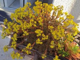 Aeonium sedifolium